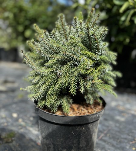 picea abies nidiformis 351
